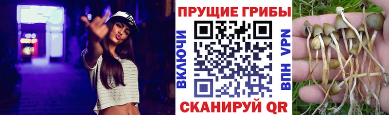 Галлюциногенные грибы Psilocybine cubensis  Дрезна 